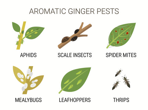 Aromatic ginger pests educational infographic showing various common garden insects like aphids scale mites mealybugs leafhoppers and thrips on leaves