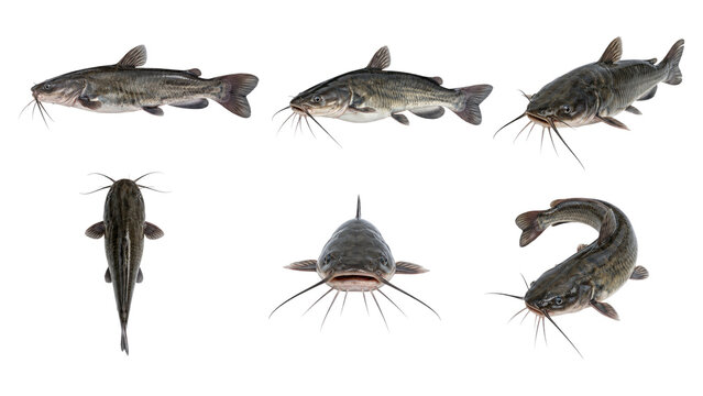 Six catfish shown from multiple angles on a transparent background, highlighting barbels, fins and body texture