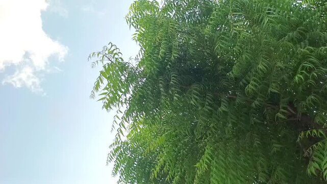 Lush green neem tree canopy under a bright blue sky with clouds
