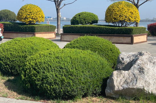 Trimmed juniper shrubs in the foreground of a landscaped lakeside park