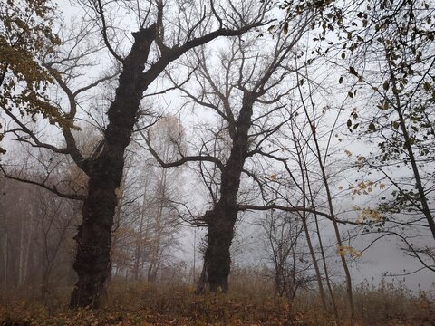 Two majestic old oak trees with bare branches in thick autumn fog
