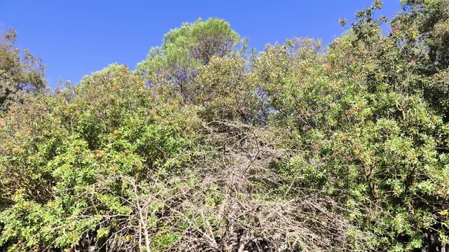 The trees are losing is leafes
