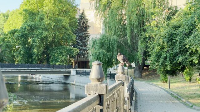 A lonely pigeon sits peacefully on a decorative fence post in Simferopol, Crimea. The quiet river and lush green trees create a deeply calm and serene atmosphere on this bright summer day.