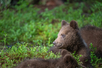 Brown bear cub resting in green grass during daylight in a forested area with another cub nearby © Juha Saastamoinen
