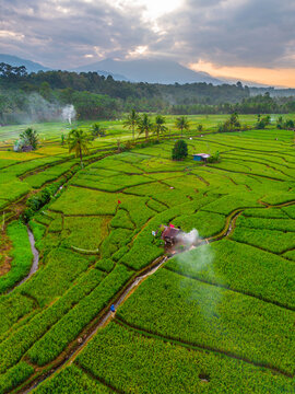 Aerial view of Taba Tembilang rice terraces with lush green paddies, palm trees, a small hut, and distant mountains in Arga Makmur, Bengkulu, Indonesia.