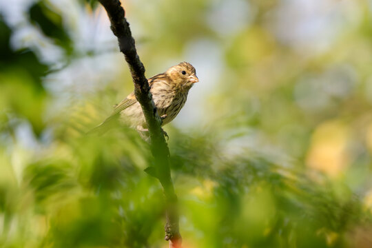 Colorful image of a small bird perched on a branch in the middle of an orchard. Adult female European serin (Serinus serinus).