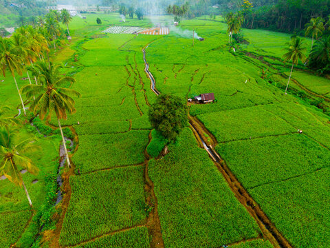 Aerial view of Taba Tembilang rice fields with lush green paddies, palm trees, and a small hut in Arga Makmur, Bengkulu, Indonesia.