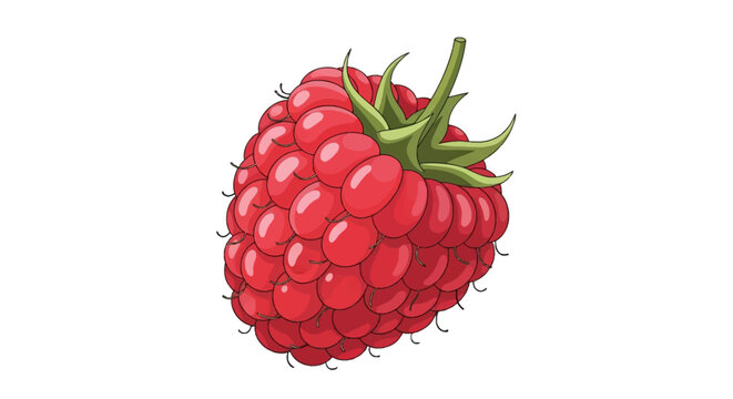 Single ripe red raspberry vector illustration with a green calyx and stem, isolated on white background. Detailed fruit graphic featuring individual drupelets and fine hairs.