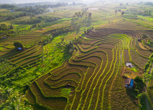 Aerial view of Kemumu rice terraces with lush green paddies, rolling hills, and small traditional huts under soft morning light in Arma Jaya, Bengkulu, Indonesia.