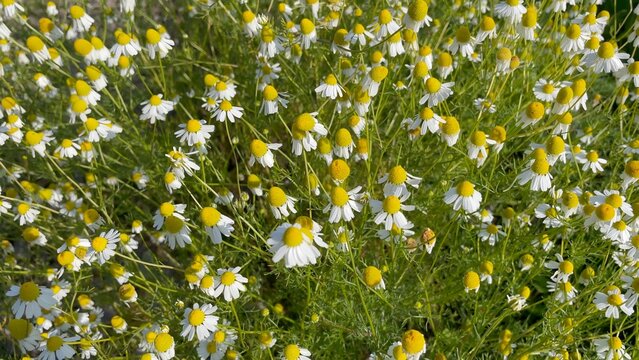 Gardens and plants.Matricaria chamomilla aka,Matricaria recutita, camomile flowers. Often dried and used as a tea.  plant, white, flower, flowers, flowering, june, summer