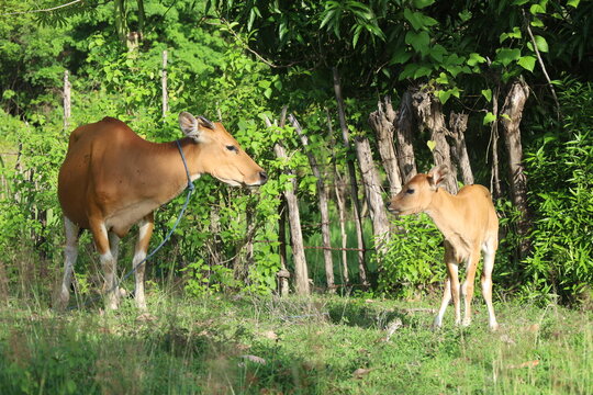 Brown cow and calf in green rural pasture