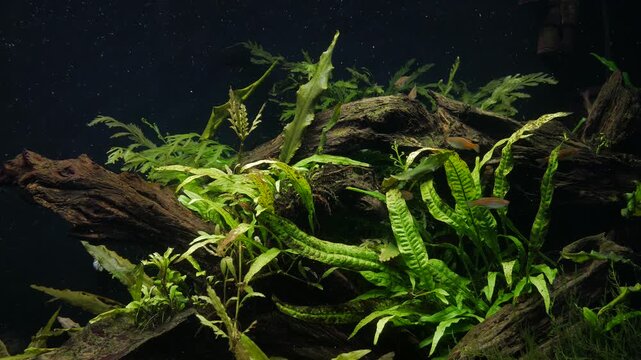 Foliage in the fish tank lounge
