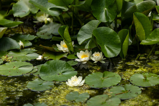Nymphaea virginalis flowers blooming on the pond in the botanical garden 