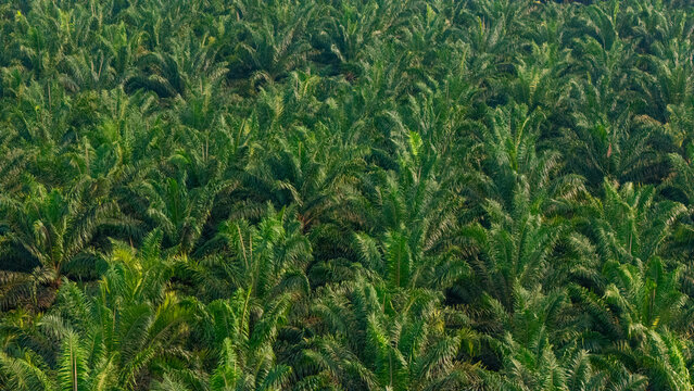 Aerial view of a vast palm oil plantation with dense green palm trees covering the landscape in Indonesia.