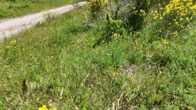 Bordo di sentiero con erbe spontanee, piccoli fiori gialli e viola e vegetazione erbacea tipica degli ambienti montani. Una scena naturale ricca di micro‑biodiversit&agrave; 
