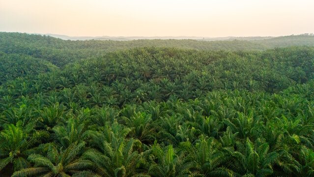 Aerial view of a vast palm oil plantation with rows of lush green trees covering rolling hills under a soft hazy sky in Indonesia.