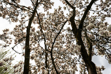 Obraz premium baum ast magnolie