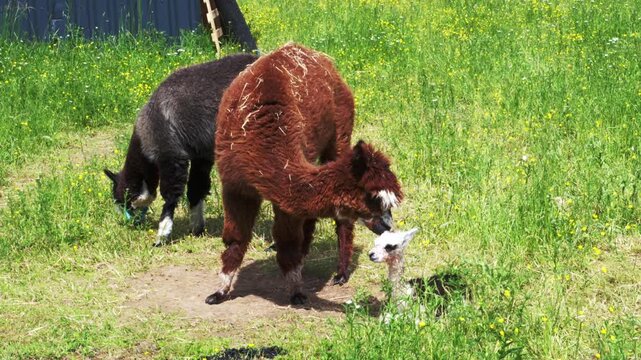 alpaka tier natur lama familie