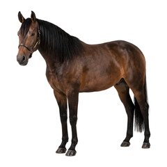 Naklejka premium Brown horse standing on white background.