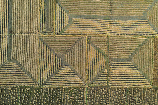 Aerial view of geometric patterns in harvested rice fields with textured rows and earthy tones in Panchagarh, Rangpur Division, Bangladesh.