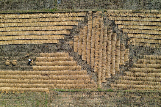 Aerial view of a farmer harvesting rice in a field with geometric patterns formed by cut stalks in Panchagarh, Rangpur Division, Bangladesh.