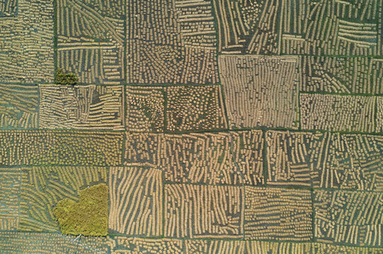 Aerial view of agricultural fields with harvested rice straw arranged in geometric patterns in Panchagarh, Rangpur Division, Bangladesh.