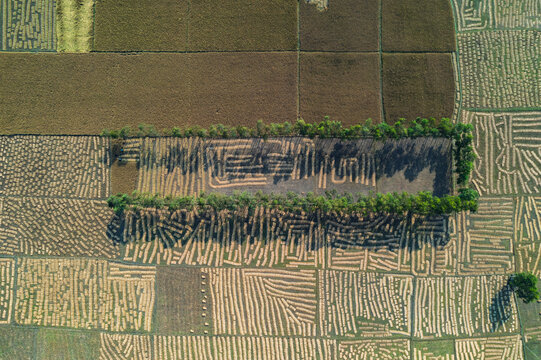 Aerial view of harvested rice fields with straw arranged in geometric patterns, separated by a line of trees casting long shadows in Panchagarh, Rangpur Division, Bangladesh.