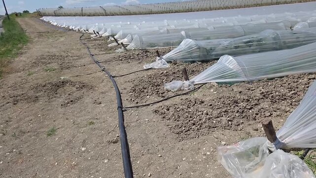Syst&egrave;me d&rsquo;irrigation agricole pour culture sous mini tunnel prot&eacute;g&eacute; par b&acirc;che PVC dans une exploitation mara&icirc;ch&egrave;re