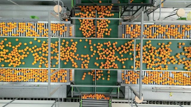 Top view of conveyor belts in a modern facility sorting citrus fruit, highlighting advanced sorting technology.