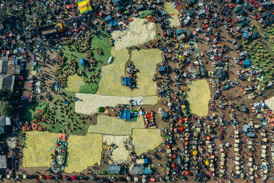 Aerial view of a bustling vegetable market with large quantities of cauliflower spread across the ground, surrounded by many people and trucks in Bogura, Rajshahi Division, Bangladesh.