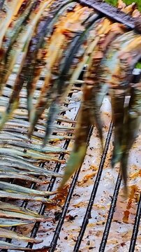 Close-up of traditional river lamprey fish cooking on a charcoal grill at the annual Lamprey Festival in Carnikava, Latvia