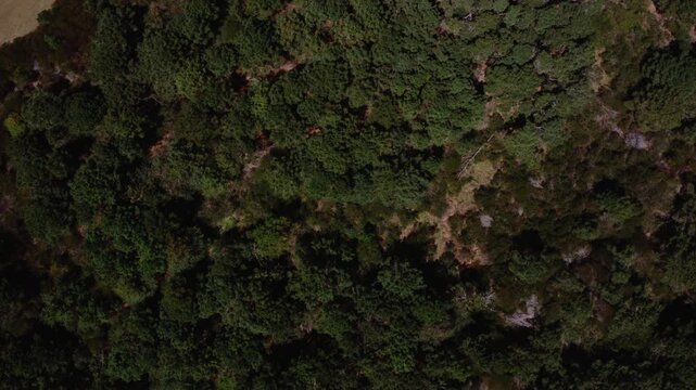 Aerial Drone View of Dense Forest Meeting Atlantic Coastline at Playa Garzon