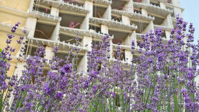 Vibrant lavender blooms before a construction site in Simferopol, Crimea. This contrast between delicate flowers and a rising building creates a hopeful and peaceful feeling of new beginnings.