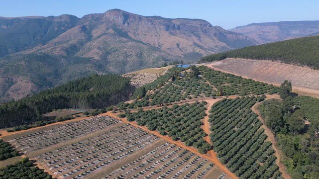 Commercial avo blocks climb a mountain hillside with red dirt access tracks and patchwork forestry under clear daylight skies.
