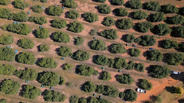Orderly rows of avo trees and scattered equipment boxes line a dusty orchard road with farm vehicles visible.