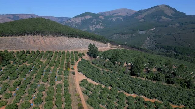 Geometric avo orchard blocks and dusty farm roads sit below pine-covered mountains in a wide daytime aerial shot.