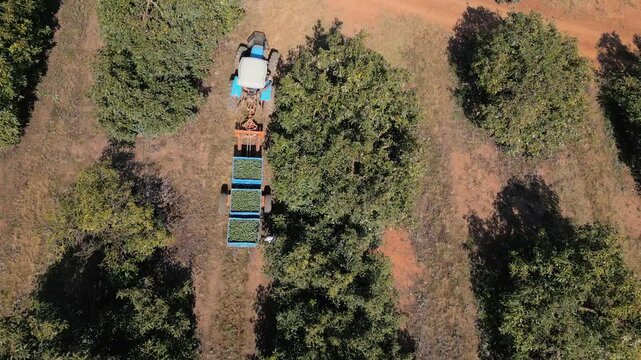 Farm tractor tows three blue bulk bins filled with harvested avocados along dry row gaps in a commercial avo orchard, overhead.