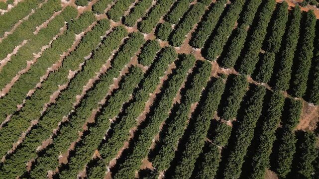Uniform rows of avocado trees form a tight grid across dry brown soil in a sunlit rural avo orchard aerial flyover.