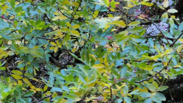 Yellow and green leafes seen sice close