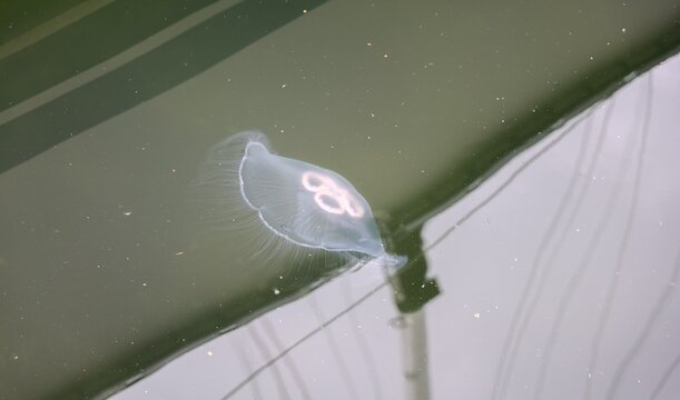 Moon jellyfish gracefully swimming in green harbor water