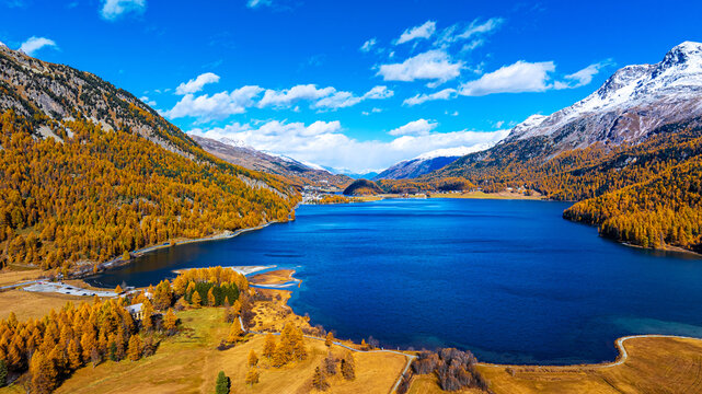 Aerial view of Lake Silvaplana surrounded by vibrant golden larch forests and snow-capped mountains under a clear blue sky in Maloja District, Grisons, Switzerland.