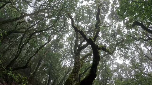 Ancient Laurisilva Forest Canopy Silhouetted Against the Sky, Madeira, Portugal