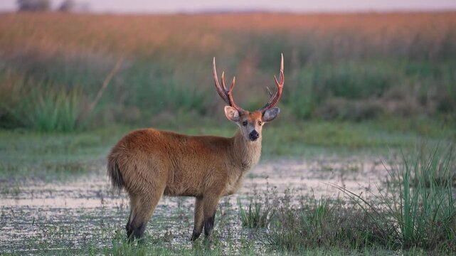 Marsh deer Blastocerus dichotomus stands alert in shallow wetland grasses at sunset in Argentina, with soft pink sky and reeds in the background.
