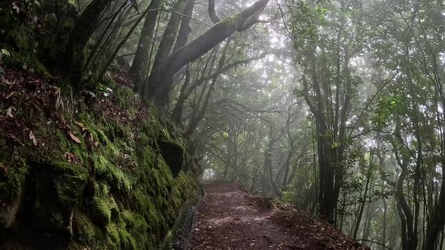 Mysterious Hiking Trail Through Fog-Veiled Laurisilva Rainforest, Madeira, Portugal
