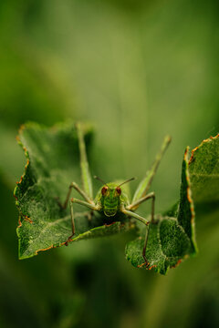 grasshopper on leaf