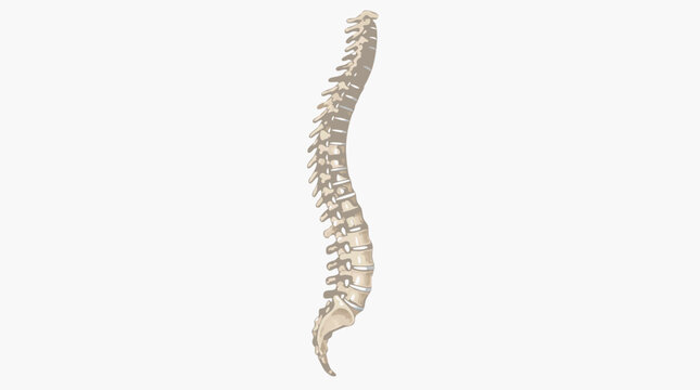 A flat vector illustration of a detailed lateral anatomical view of the human vertebral spine showing vertebrae and intervertebral discs on a light gray background, ideal for medical and healthcare ed