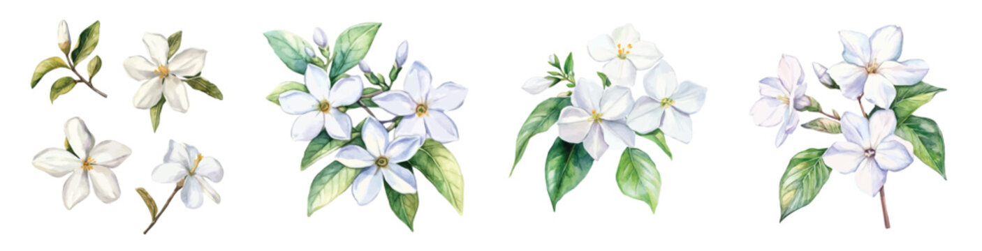 An Imaginary Minimalistic 2D flat icon jasmine flower, modern element in vector and EPS format, isolated on a white background, Watercolor painting design, collection artwork
