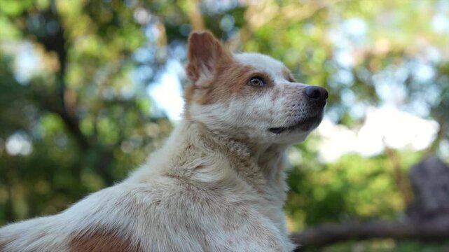Low angle profile portrait of a fluffy white and brown mixed-breed dog looking attentively upward in a forest.