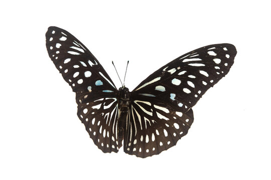 Beautiful closeup (Dark Glassy Tiger Butterfly). Beautiful blue butterfly flying isolated on white background. for graphics or advertising design.