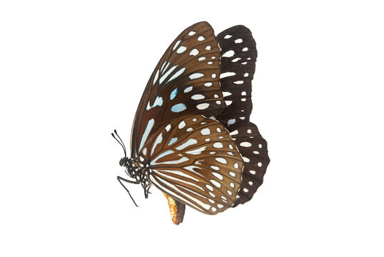 Beautiful closeup (Dark Glassy Tiger Butterfly). Beautiful blue butterfly flying isolated on white background. for graphics or advertising design.